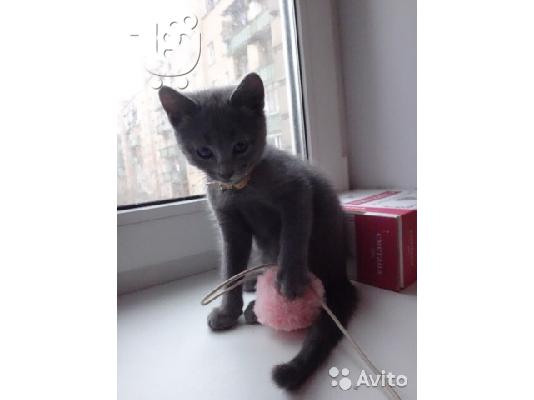 PoulaTo: Russian blue kitten for sale 90Euro